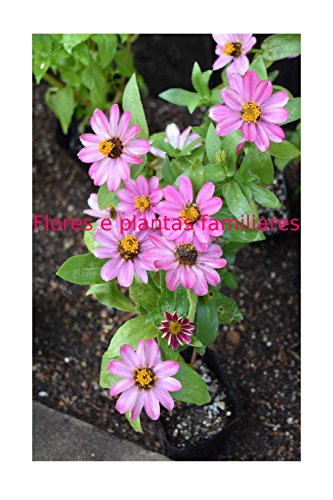 Capa do livro: Flores e plantas familiares - Ler Online pdf
