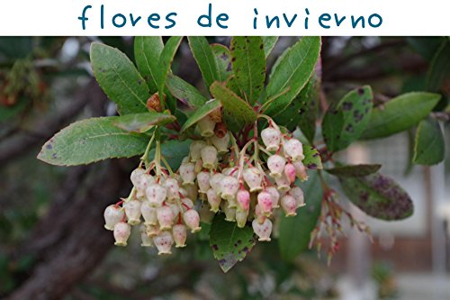 Livro PDF: flores de inverno